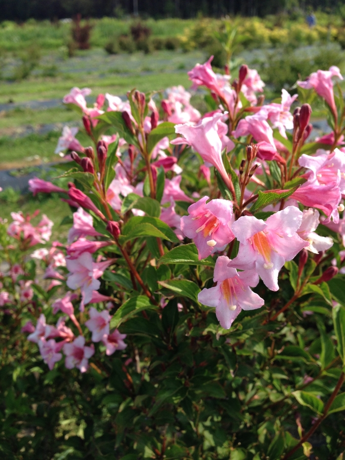 Sonic Bloom® 'Pure Pink' - Weigela florida from RFGN readingfeedandgardennew Upgrade