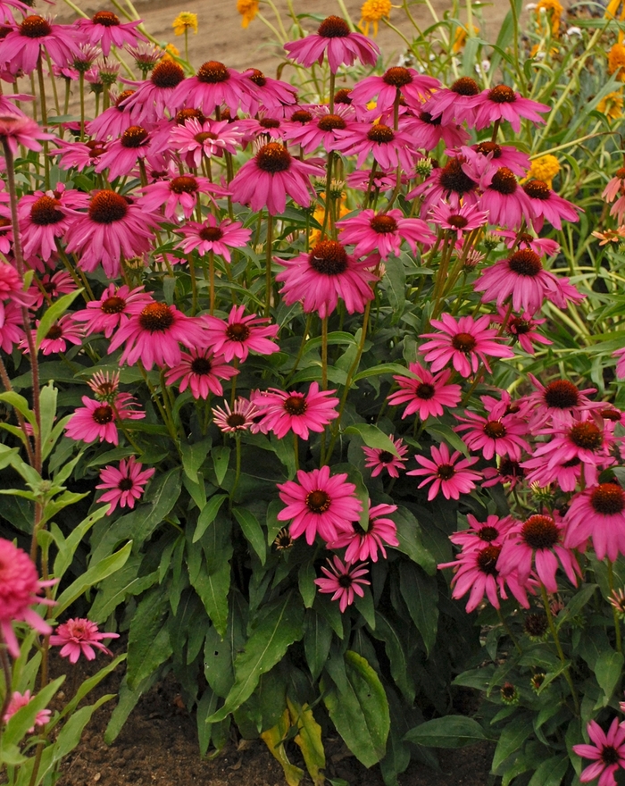 Butterfly 'Purple Emperor' - Echinacea hybrid from RFGN readingfeedandgardennew Upgrade