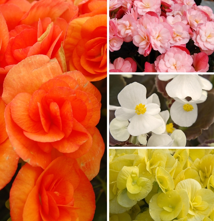 Begonia - Assorted Varieties from RFGN readingfeedandgardennew Upgrade