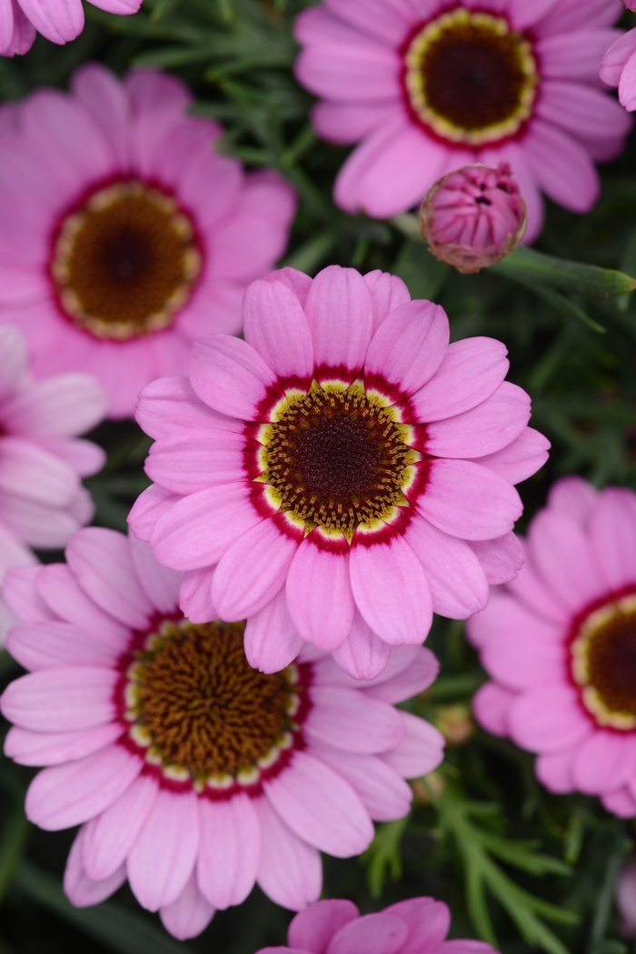 Argyranthemum - Argyranthemum 'Grandessa Pink Halo' from RFGN readingfeedandgardennew Upgrade