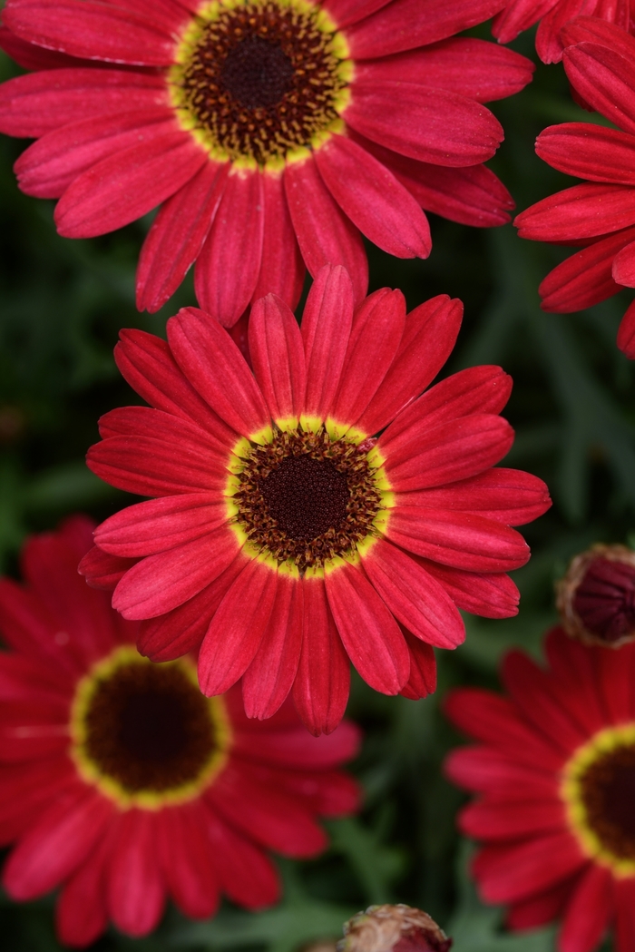 Argyranthemum - Argyanthemum 'Grandessa Red' from RFGN readingfeedandgardennew Upgrade