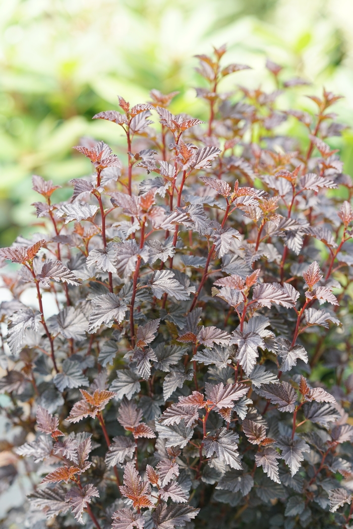 Summer Wine® Black - Physocarpus opulifolius (Ninebark) from RFGN readingfeedandgardennew Upgrade