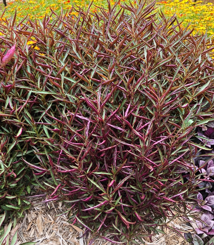 Joesph's Coat - Alternanthera dentata 'Burgundy Threadleaf' from RFGN readingfeedandgardennew Upgrade