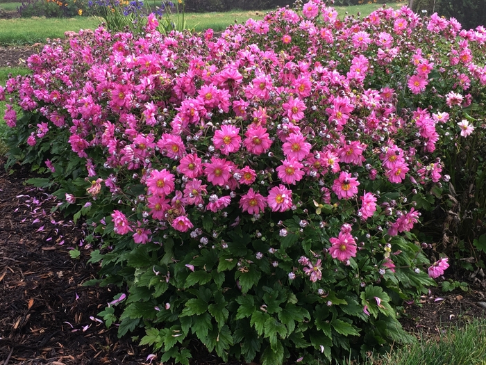 Japanese Anemone - Anemone 'Fall in Love Sweetly' from RFGN readingfeedandgardennew Upgrade