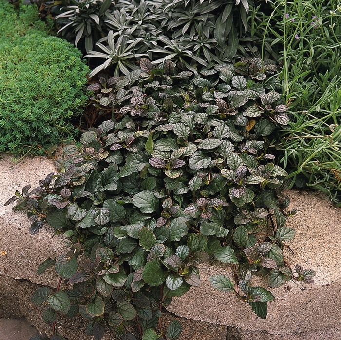 Bugleweed - Ajuga reptans 'Bronze Beauty' from RFGN readingfeedandgardennew Upgrade