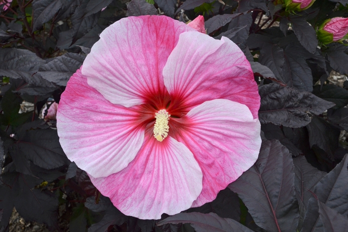 'Starry Starry Night' Rose Mallow - Hibiscus from RFGN readingfeedandgardennew Upgrade