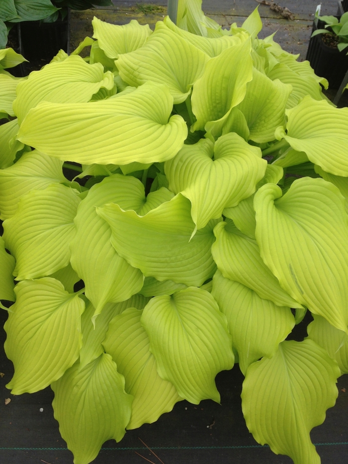 Plantain Lily - Hosta 'Dancing Queen' from RFGN readingfeedandgardennew Upgrade