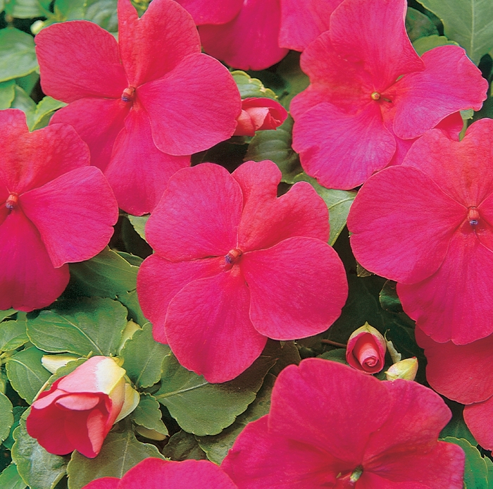 Super Elfin® 'Lipstick' - Impatiens walleriana from RFGN readingfeedandgardennew Upgrade