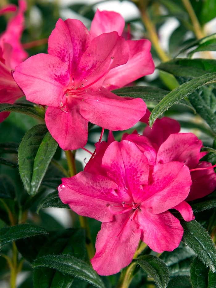 Encore&reg; Autumn Jewel&reg; - Rhododendron hybrid from RFGN readingfeedandgardennew Upgrade