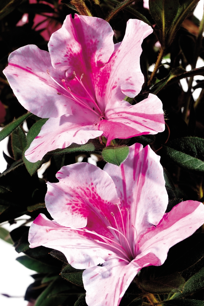 Encore&reg; Autumn Twist&reg; - Rhododendron hybrid from RFGN readingfeedandgardennew Upgrade