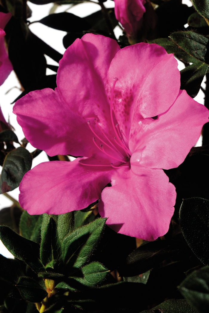 Encore&reg; Autumn Sangria&reg; - Rhododendron hybrid from RFGN readingfeedandgardennew Upgrade