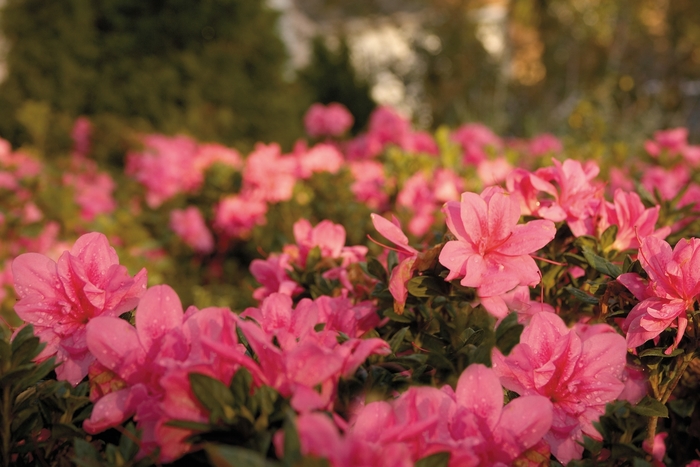 Encore&reg; Autumn Empress&trade; - Rhododendon hybrid from RFGN readingfeedandgardennew Upgrade