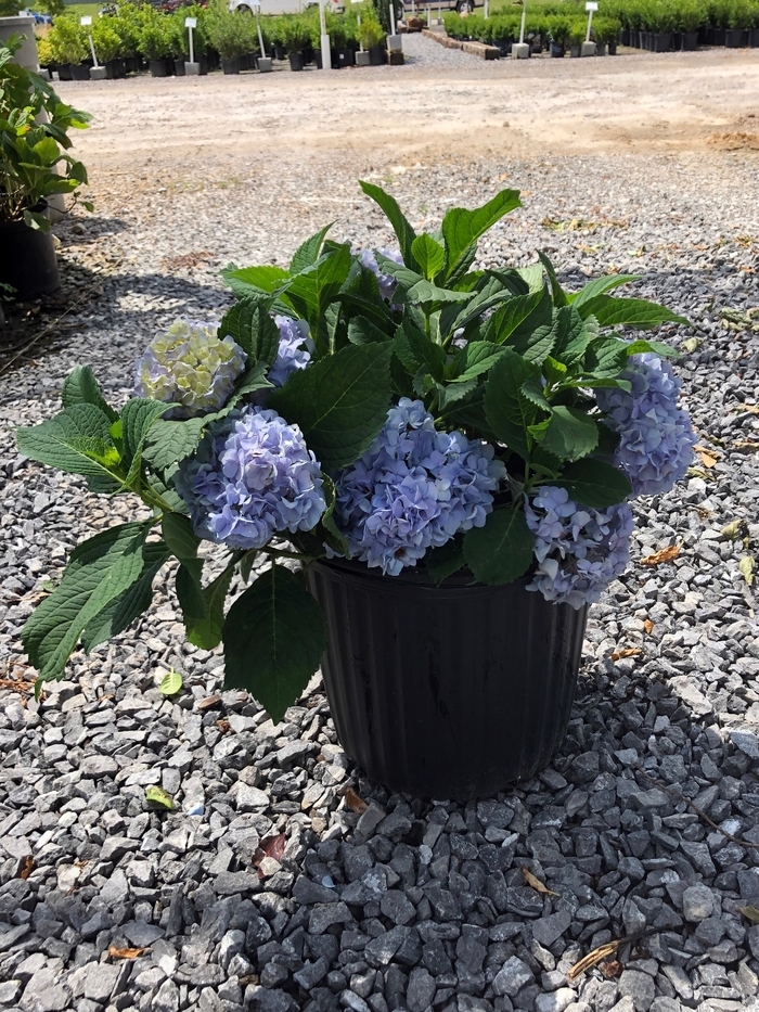 'Nikko Blue' - Hydrangea macrophylla from RFGN readingfeedandgardennew Upgrade