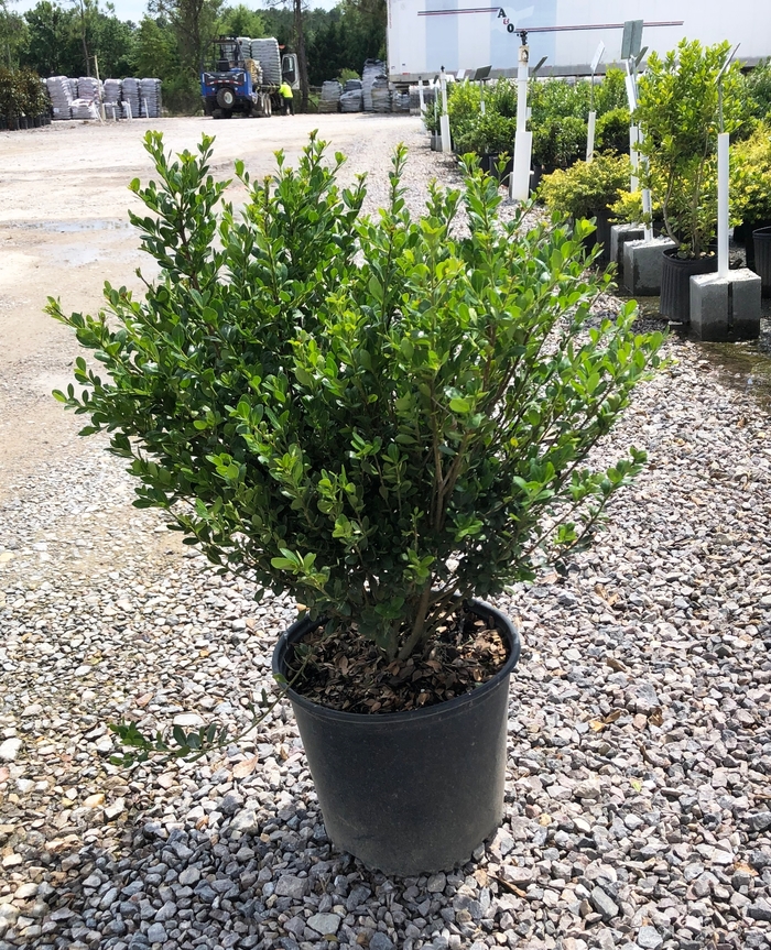 Compact Japanese Holly - Ilex crenata 'Compacta' from RFGN readingfeedandgardennew Upgrade