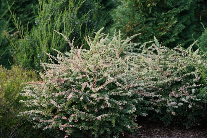 'Sunjoy Sequins®' Barberry - Berberis thunbergii from RFGN readingfeedandgardennew Upgrade