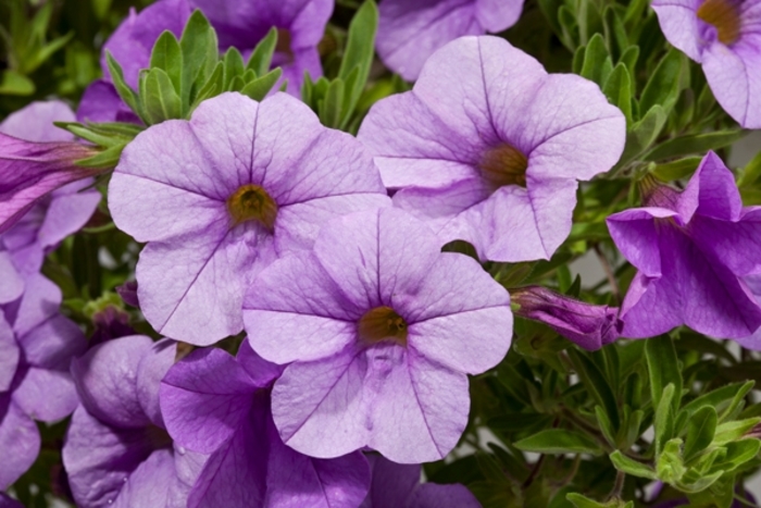 Cruze™ Lavender - Calibrachoa hybrid from RFGN readingfeedandgardennew Upgrade