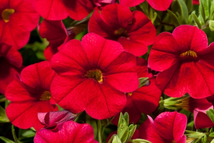 Cruze™ Red - Calibrachoa hybrid from RFGN readingfeedandgardennew Upgrade