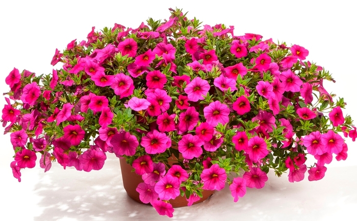 Cruze™ Rose - Calibrachoa hybrid from RFGN readingfeedandgardennew Upgrade