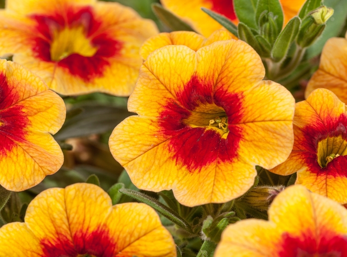 Cruze™ Yellow w/Red Eye - Calibrachoa hybrid from RFGN readingfeedandgardennew Upgrade