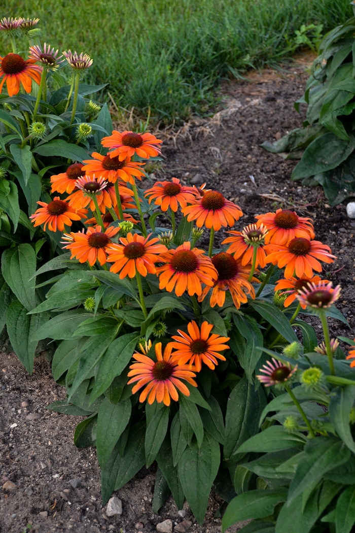 Color Coded™ 'Orange You Awesome' - Echinacea (Coneflower) from RFGN readingfeedandgardennew Upgrade