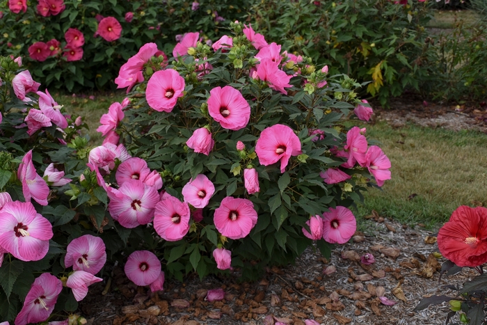 Summerific® 'Candy Crush' - Hibiscus (Rose Mallow) from RFGN readingfeedandgardennew Upgrade