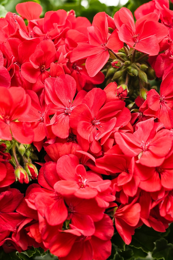 Boldly® Hot Pink - Pelargonium hybrid from RFGN readingfeedandgardennew Upgrade