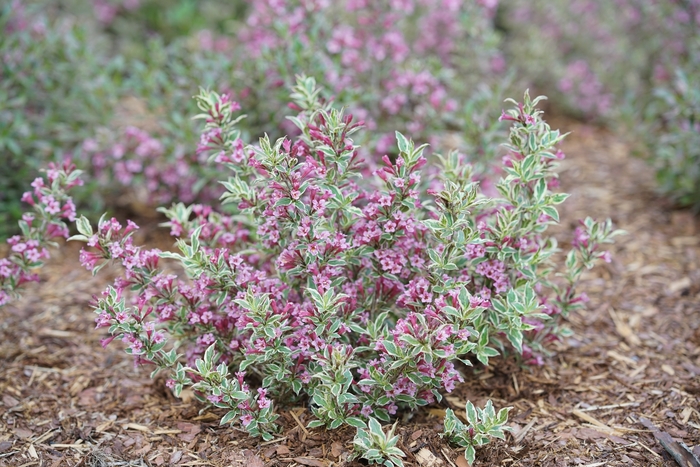 My Monet Purple Effect® - Weigela florida from RFGN readingfeedandgardennew Upgrade