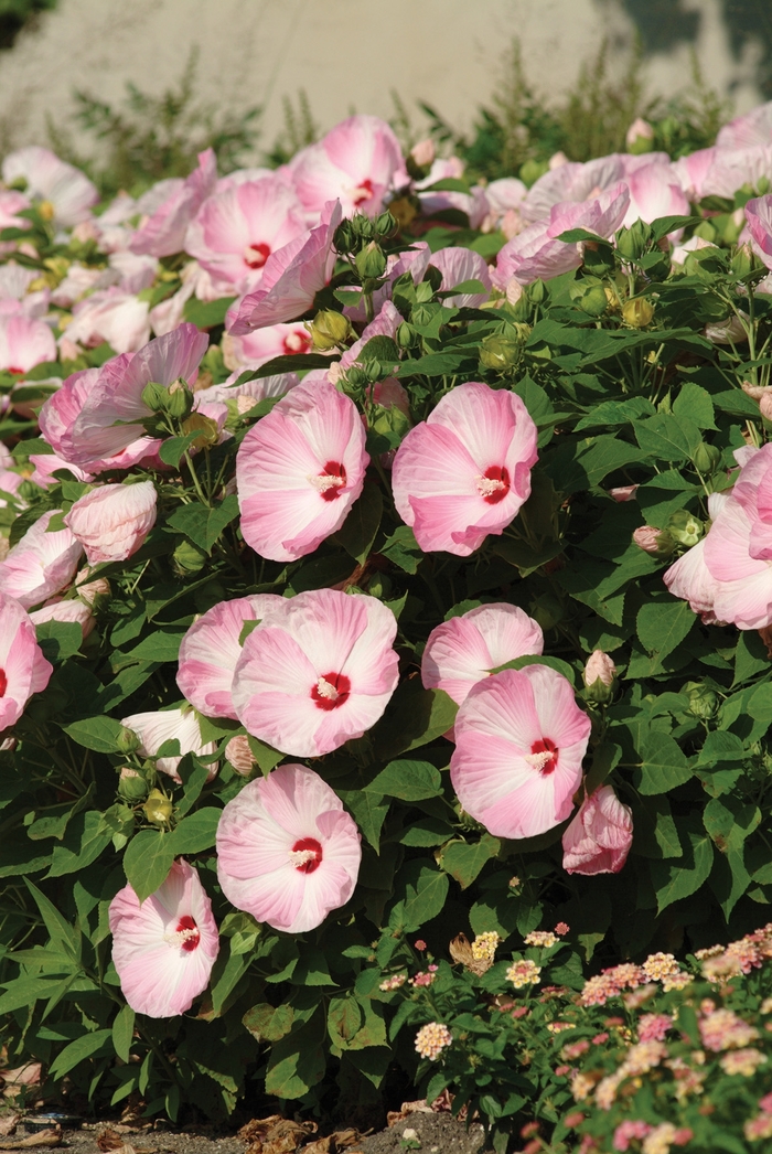 Luna&trade; Pink Swirl - Hibiscus moscheutos from RFGN readingfeedandgardennew Upgrade