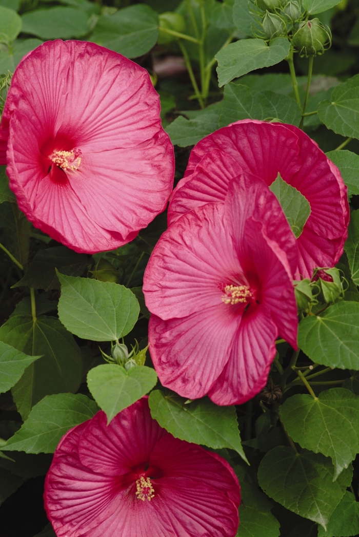 Luna&trade; Rose - Hibiscus moscheutos from RFGN readingfeedandgardennew Upgrade
