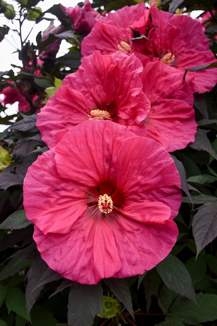 Summerific® 'Evening Rose' - Hibiscus (Rose Mallow) from RFGN readingfeedandgardennew Upgrade