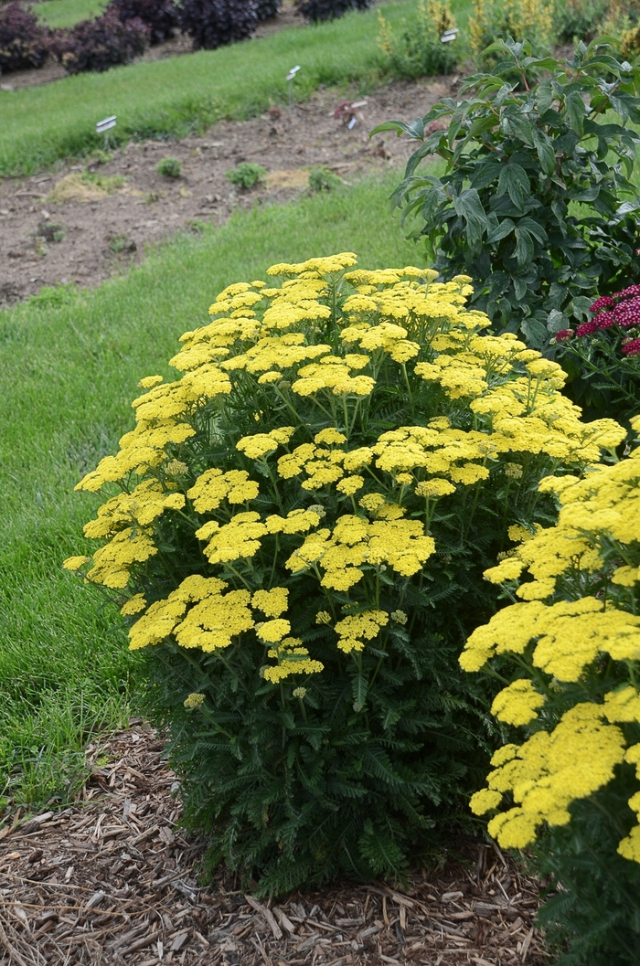 'Firefly Sunshine' Yarrow - Achillea from RFGN readingfeedandgardennew Upgrade