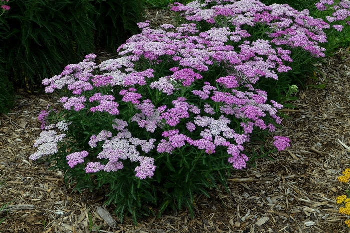 'Firefly Amethyst' - Achillea hybrid from RFGN readingfeedandgardennew Upgrade