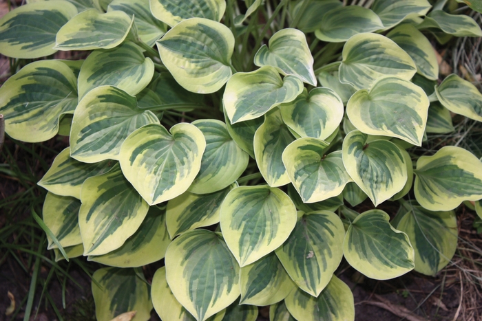 Plantain Lily - Hosta 'Cameo' from RFGN readingfeedandgardennew Upgrade