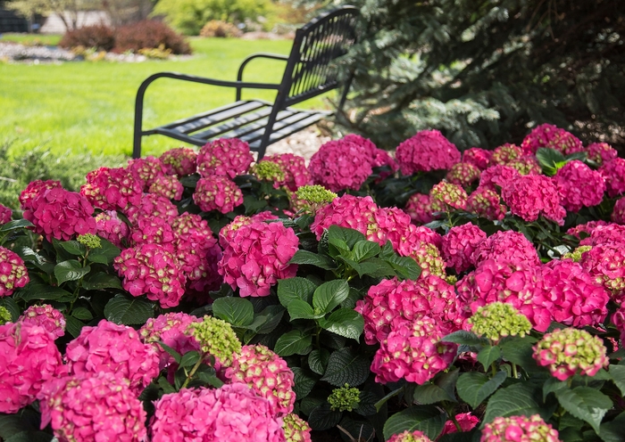 'Summer Crush®' Bigleaf Hydrangea - Hydrangea macrophylla from RFGN readingfeedandgardennew Upgrade