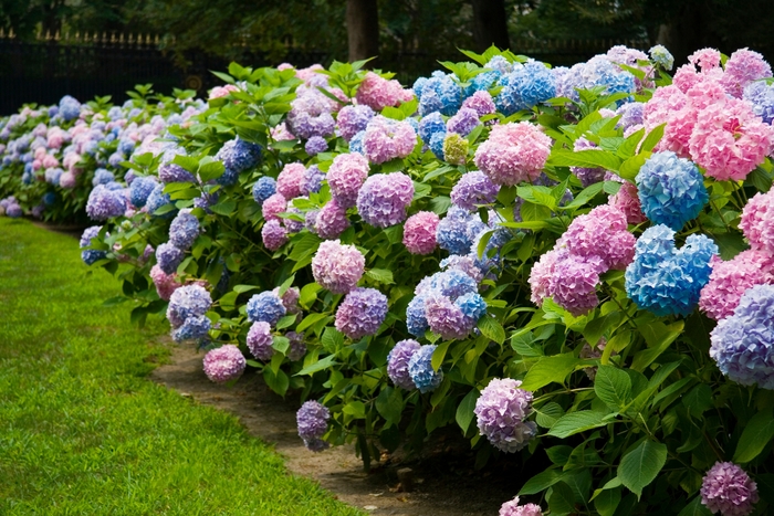 The Original® - Hydrangea macrophylla 'BAILMACFIVE' from RFGN readingfeedandgardennew Upgrade