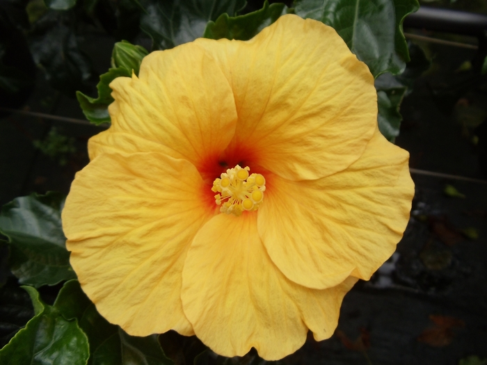 Tradewinds™ Tahiti Wind - Hibiscus rosa-sinensis from RFGN readingfeedandgardennew Upgrade