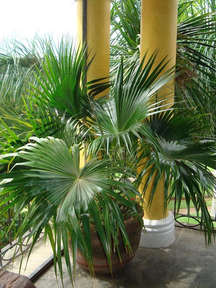 Chinese Fan Palm - Livistona chinensis from RFGN readingfeedandgardennew Upgrade