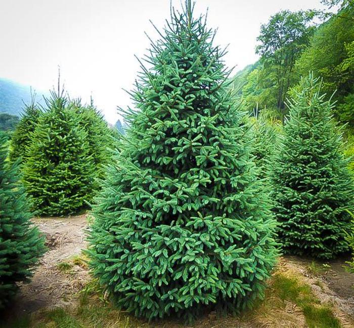 Black Hills Spruce - Picea glauca from RFGN readingfeedandgardennew Upgrade