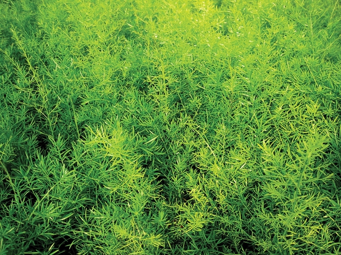 Proven Accents® Sprengeri - Asparagus densiflorus 'Sprengeri' (Asparagus Fern) from RFGN readingfeedandgardennew Upgrade