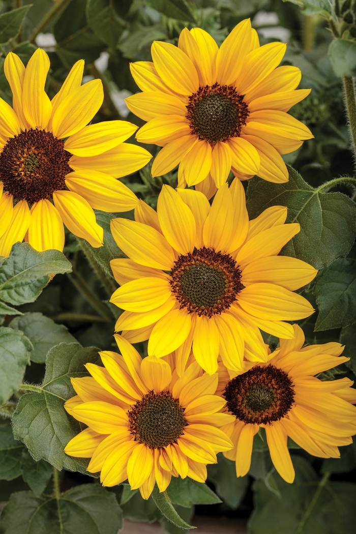 Suncredible® Yellow - Helianthus hybrid from RFGN readingfeedandgardennew Upgrade