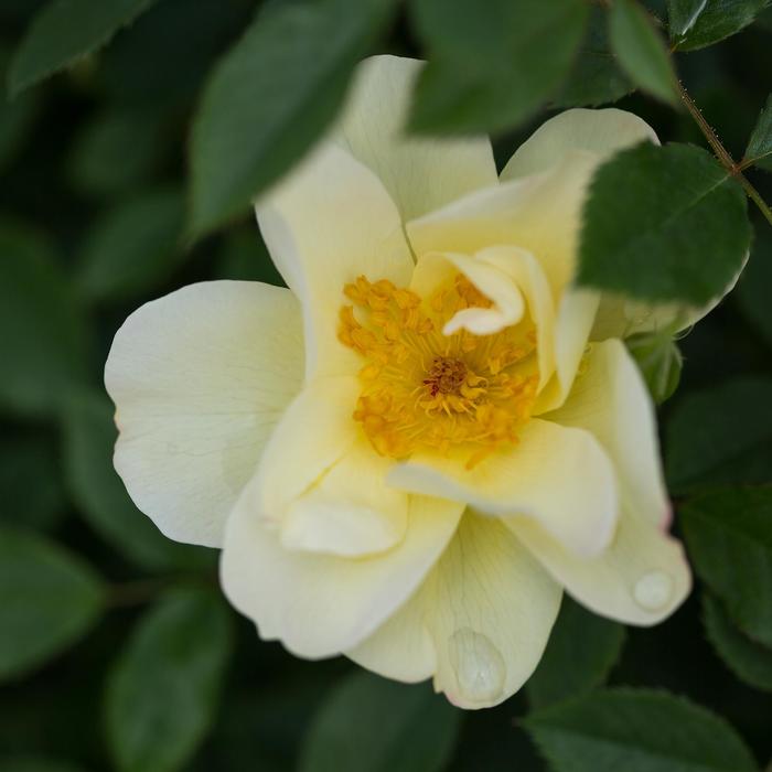 Easy Elegance® 'Oscar Peterson™' Rose - Rosa 'AAC333' from RFGN readingfeedandgardennew Upgrade