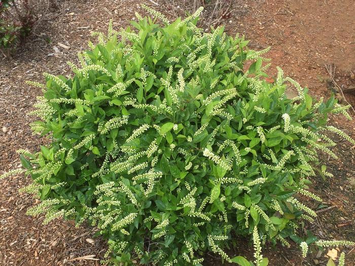Love Child® Sweetspire - Itea virginica 'Bailteaone' PP31318 (Sweetspire) from RFGN readingfeedandgardennew Upgrade