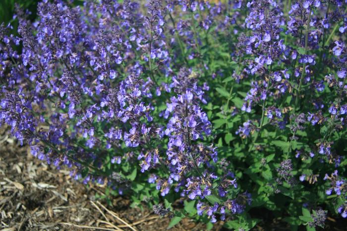 'Junior Walker™' - Nepeta x faassenii (Catmint) from RFGN readingfeedandgardennew Upgrade