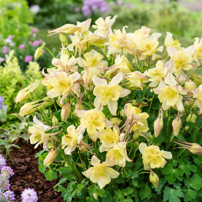 Earlybird™ Yellow - Aquilegia caerulea (Columbine) from RFGN readingfeedandgardennew Upgrade