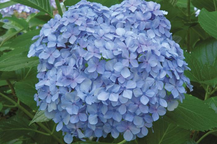 'Big Daddy' - Hydrangea macrophylla from RFGN readingfeedandgardennew Upgrade