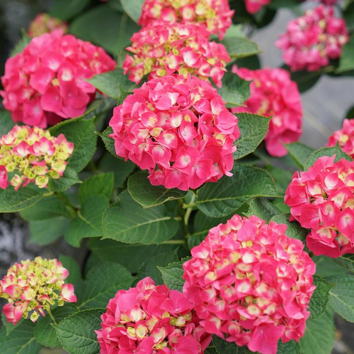 'Wee Bit Giddy®' Bigleaf Hydrangea - Hydrangea macrophylla from RFGN readingfeedandgardennew Upgrade