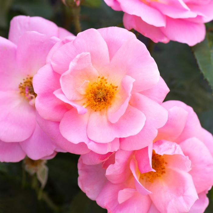 Knock Out&reg; Peachy - Rosa 'Radgor' PP25628 (Rose) from RFGN readingfeedandgardennew Upgrade