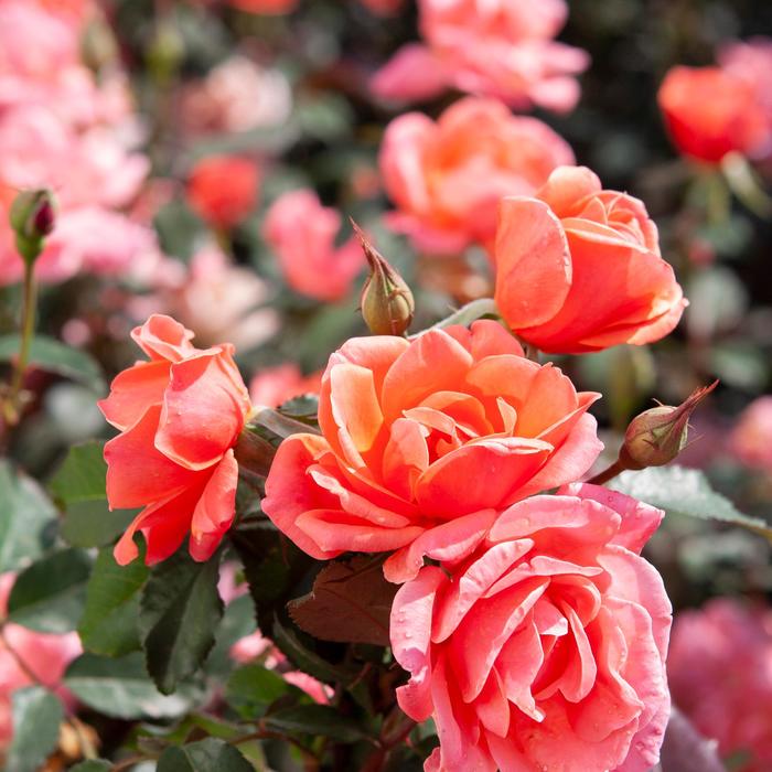 Knock Out&reg; Coral - Rosa 'Radral' PP19803 (Rose) from RFGN readingfeedandgardennew Upgrade