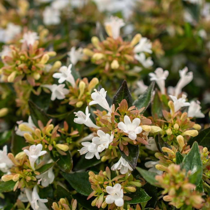 Apple Perfection™ - Abelia from RFGN readingfeedandgardennew Upgrade