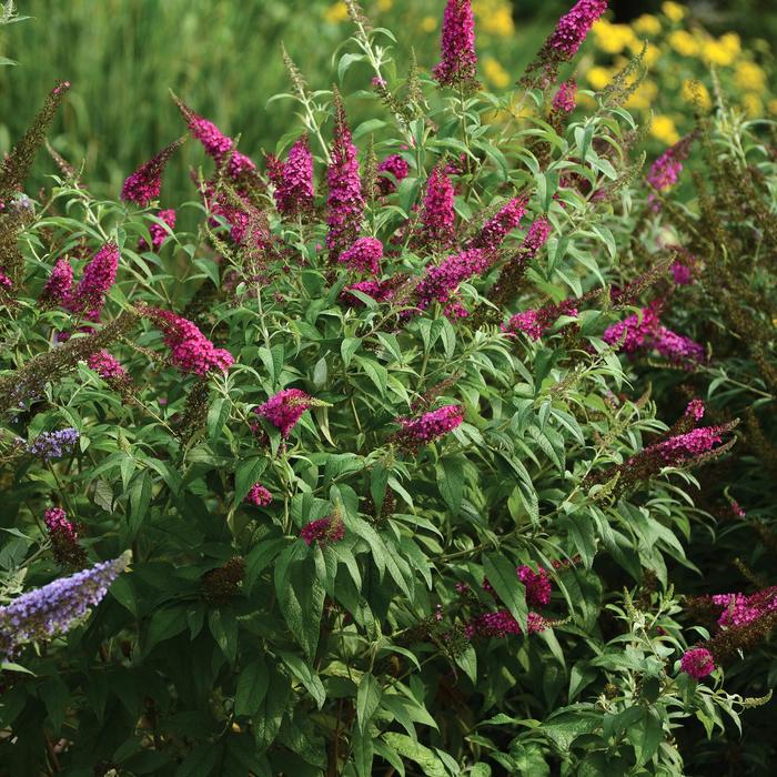 'CranRazz' Butterfly Bush - Buddleia 'CranRazz' from RFGN readingfeedandgardennew Upgrade